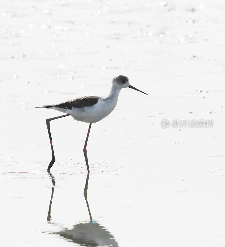 黑翅高跷(Himanthopus Himanthopus)幼